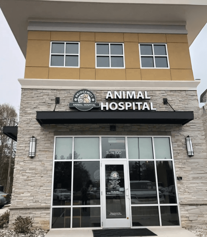 cat reaching up and to the right surrounded by paw and yarn doodles