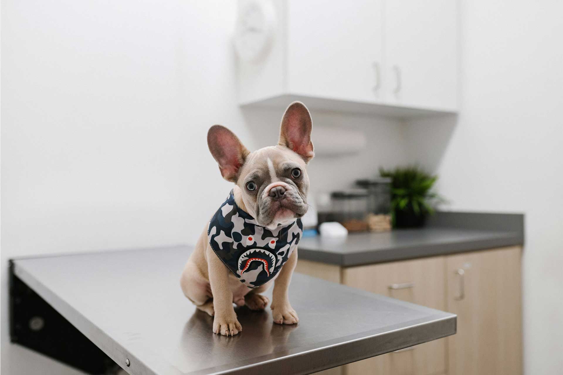 Dog with camo shark bandana