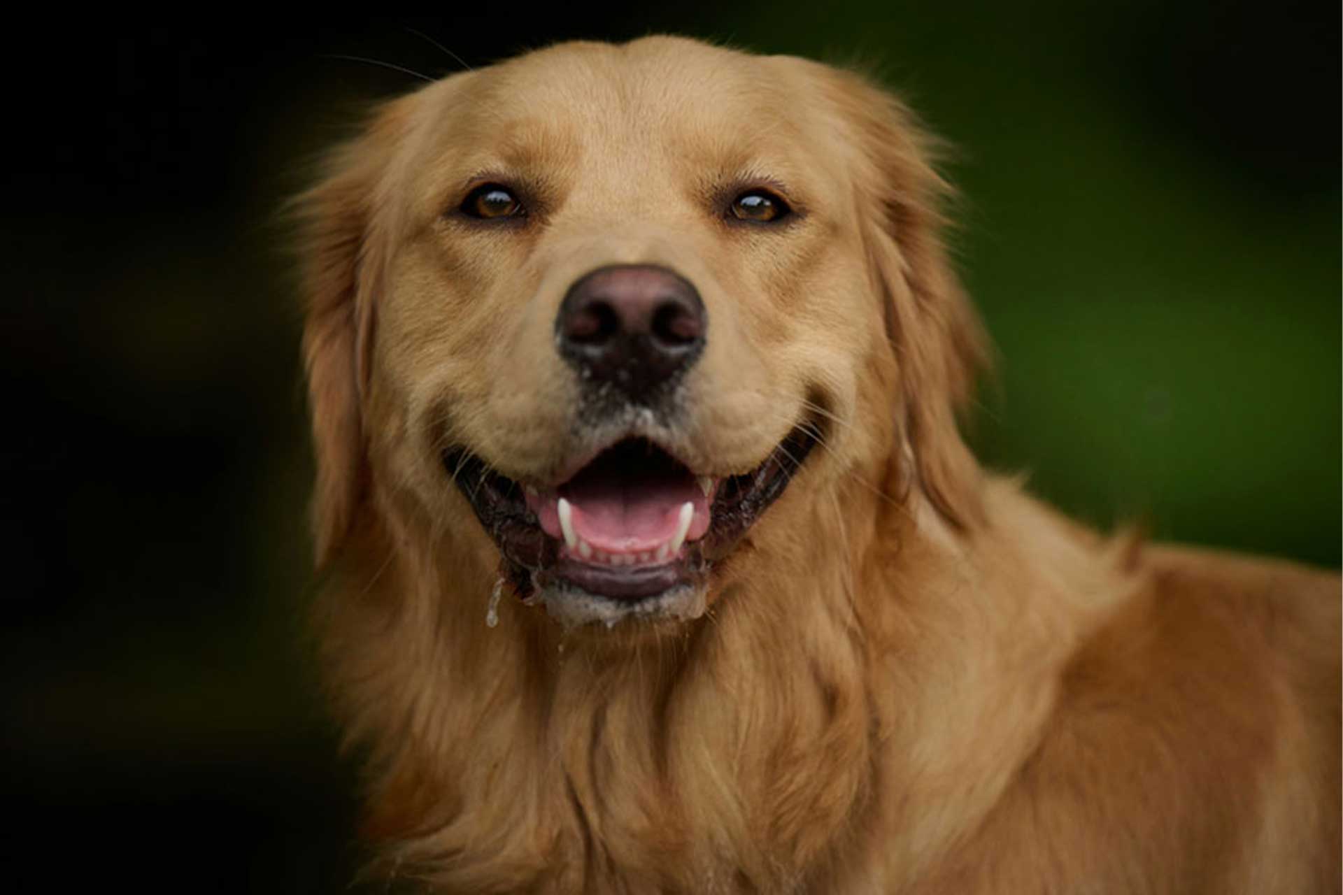 Golden Retriever dog smiling portrait.