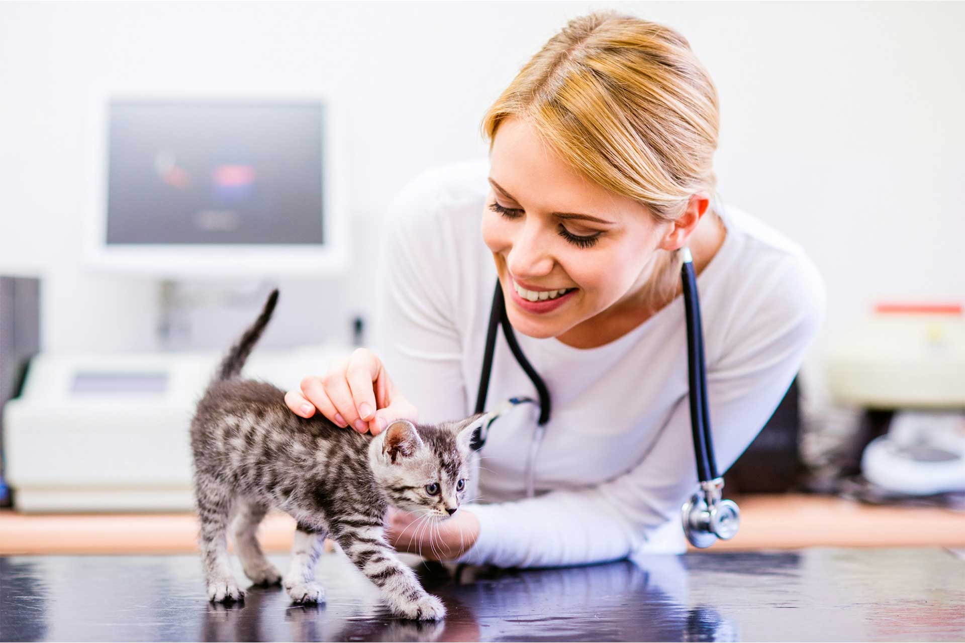 Veterinarian examining tabby kitten..