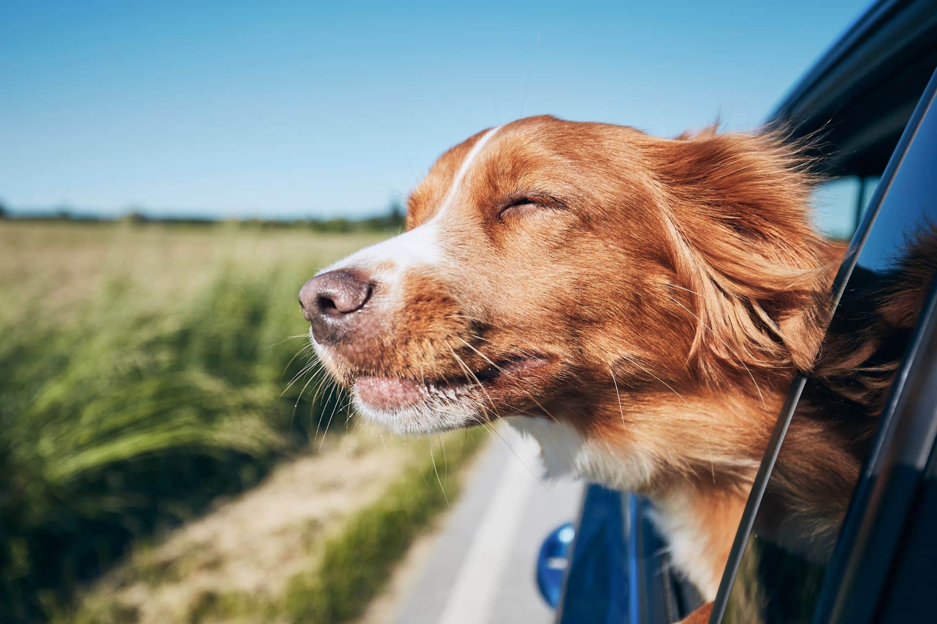 A brown and white dog happily leans out of a car window, eyes closed, feeling the breeze on a road trip.